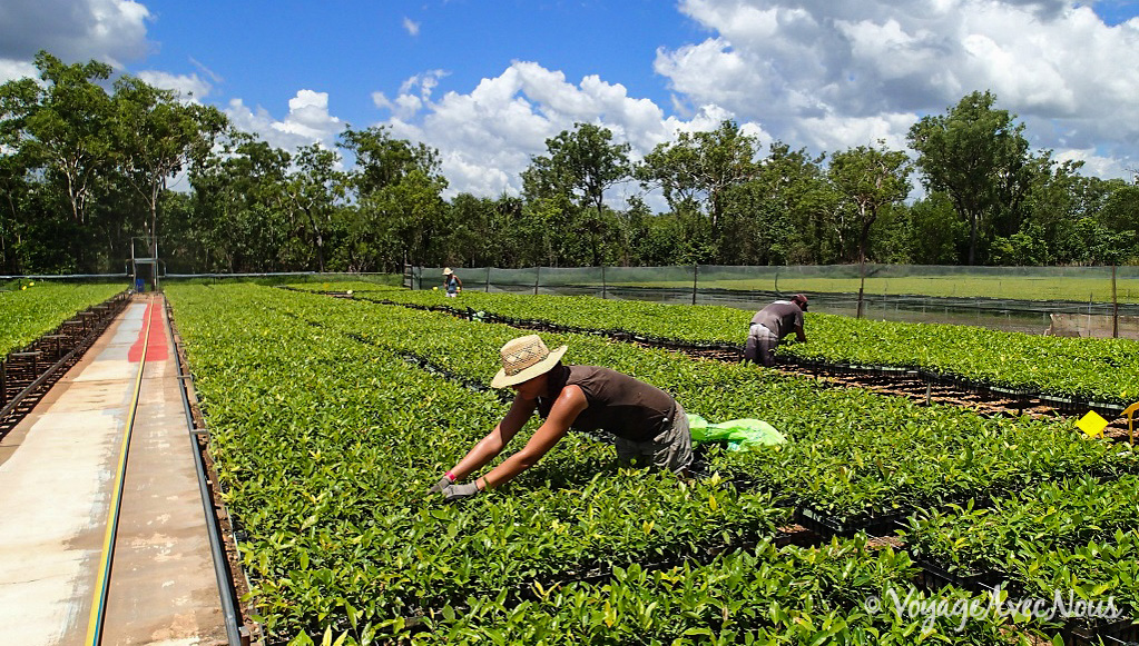 Visa Travail pour l'Australie