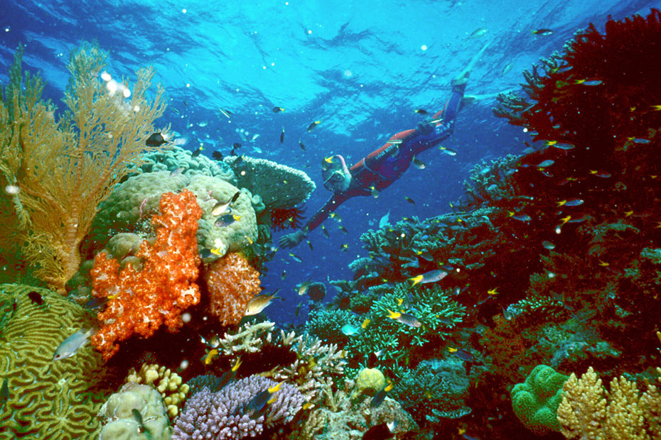 La grande barrière de corail