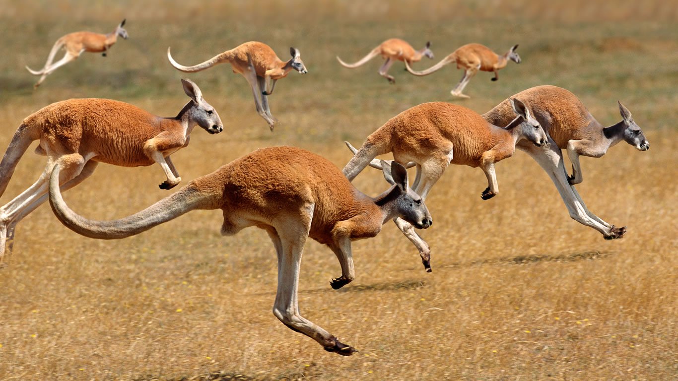 kangourous australie Blog Visa pour l