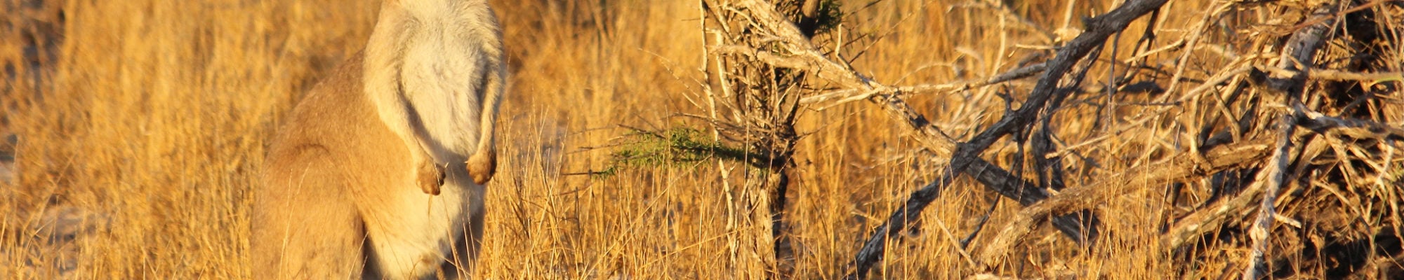 Un kangourou dans son environnement naturel en Australie