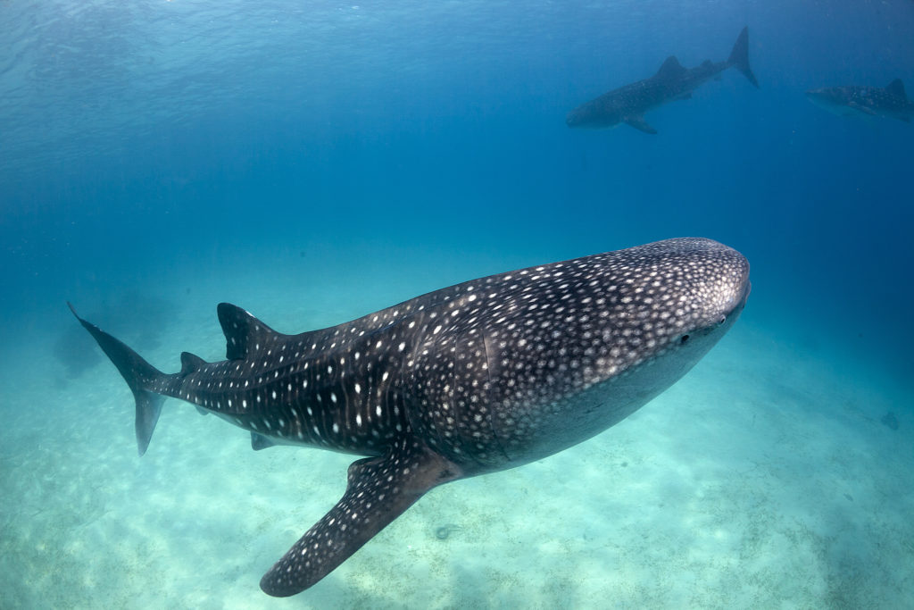 Requin blanc