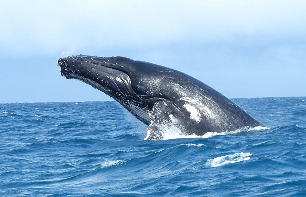 Baleine à bosse