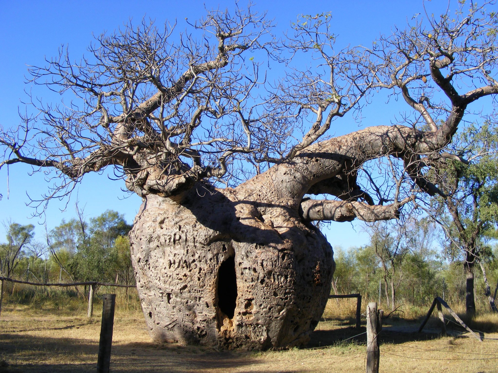 The Strangest Things About Australia: Shocking Truths - okdzjyi