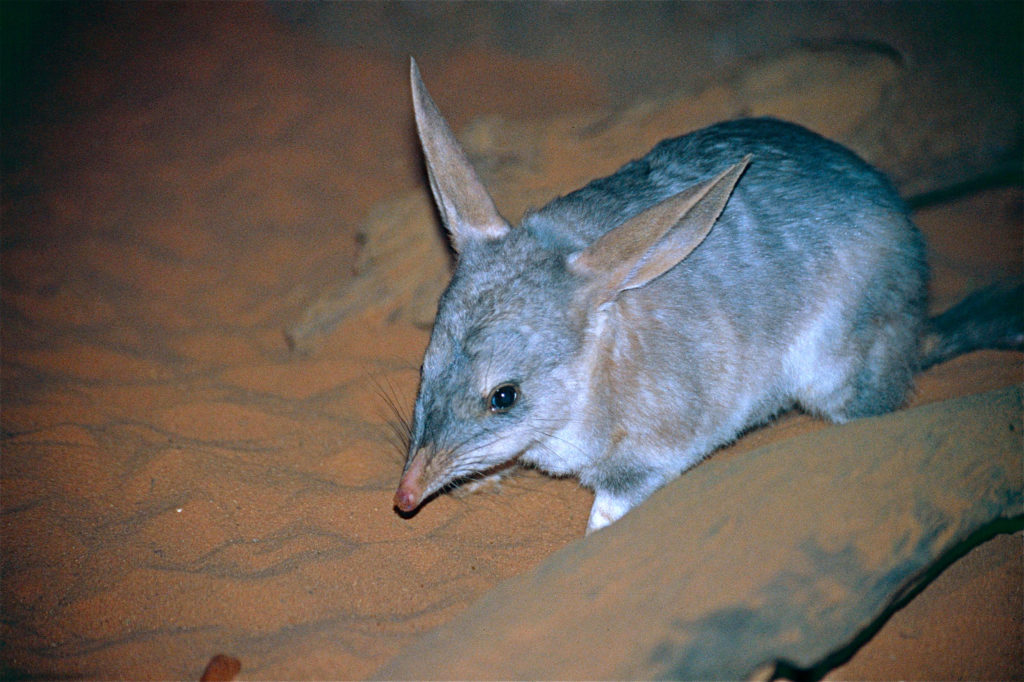 Bilby