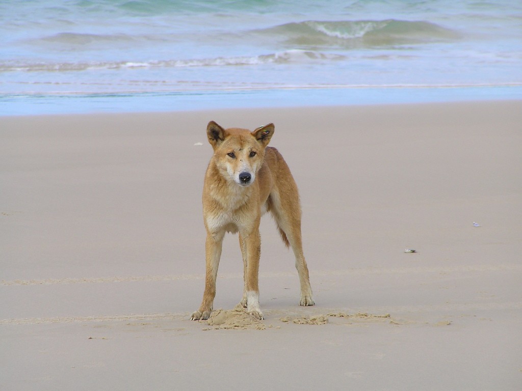 Dingo