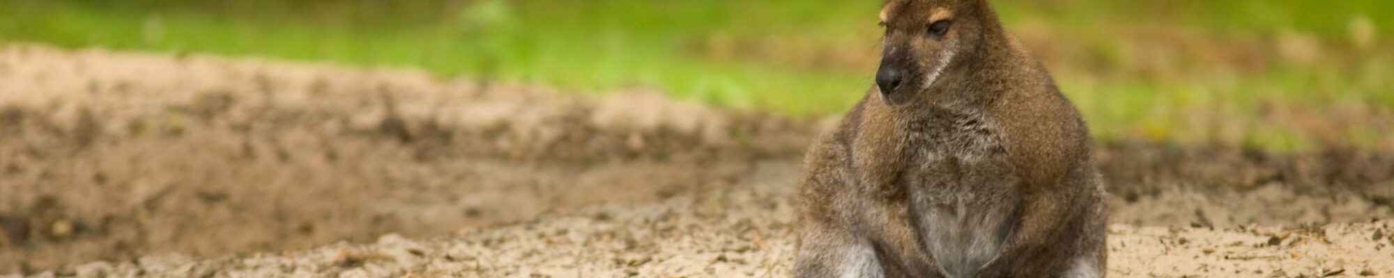 Wallaby au repos