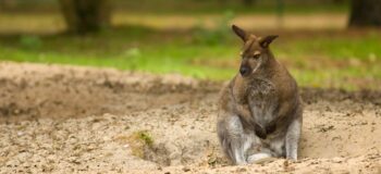 Wallaby au repos