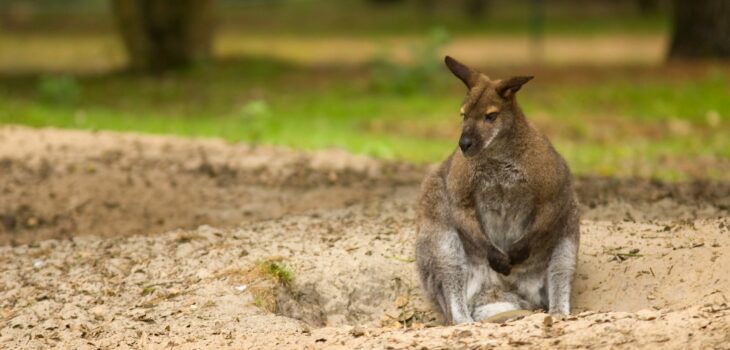 Wallaby au repos