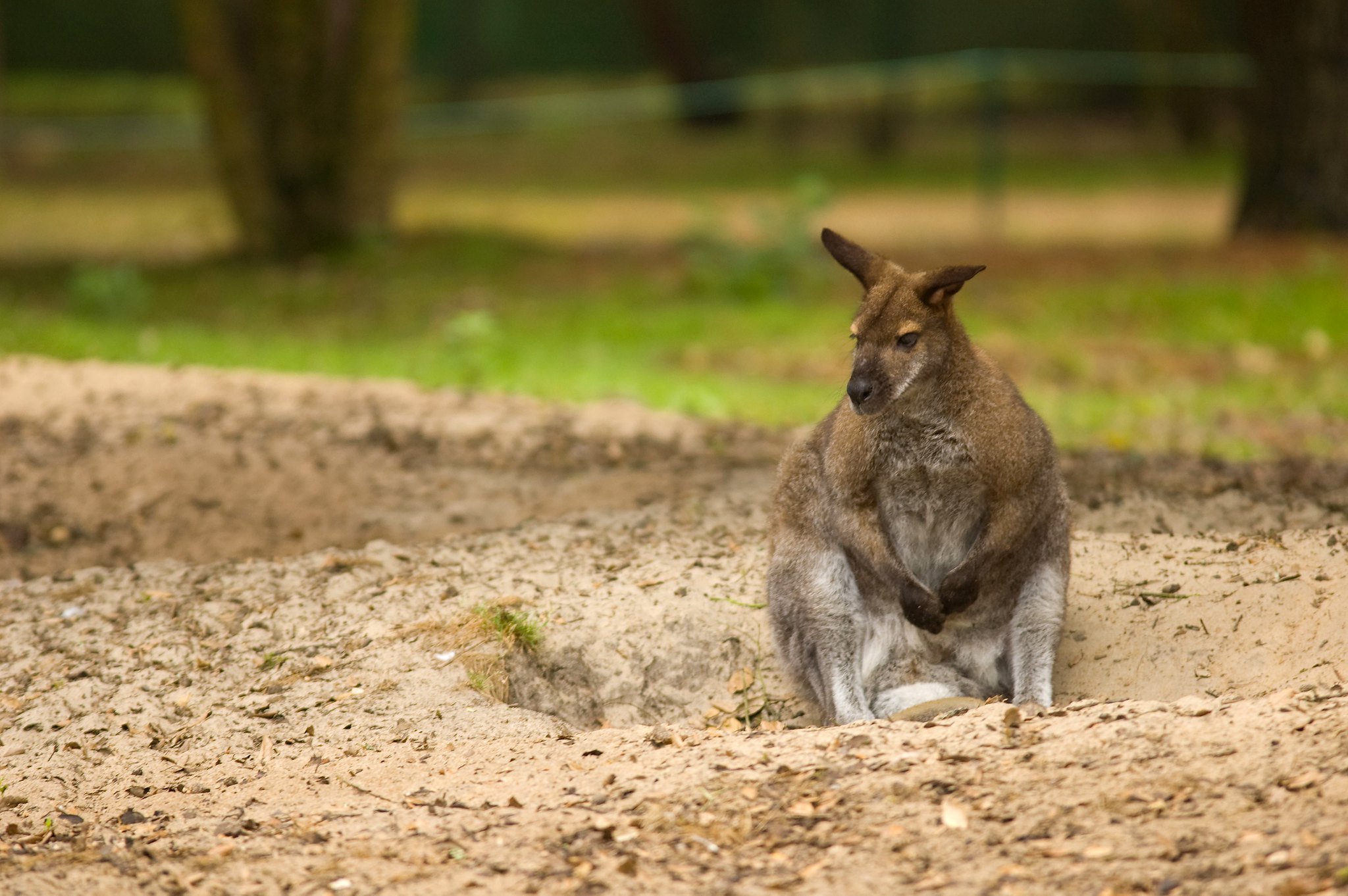 Wallaby au repos