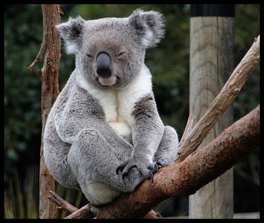 Koala