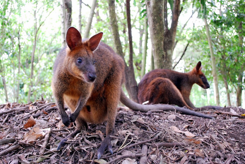 Wallaby