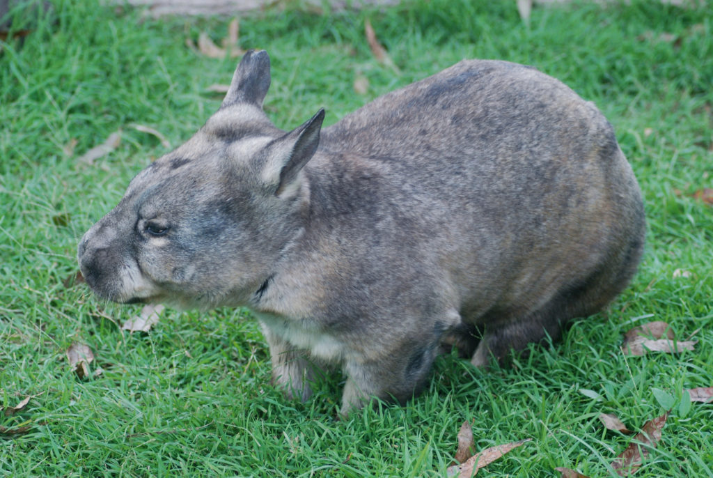 Wombat