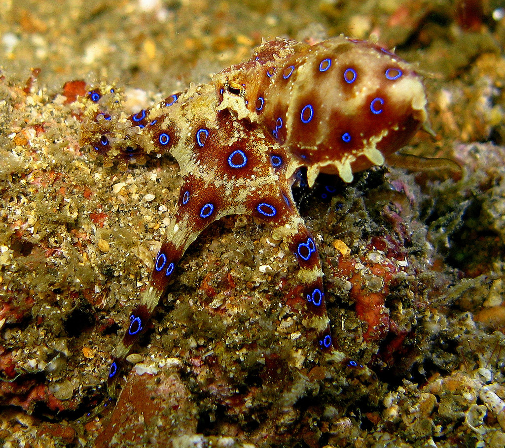 Pieuvre à anneaux bleus