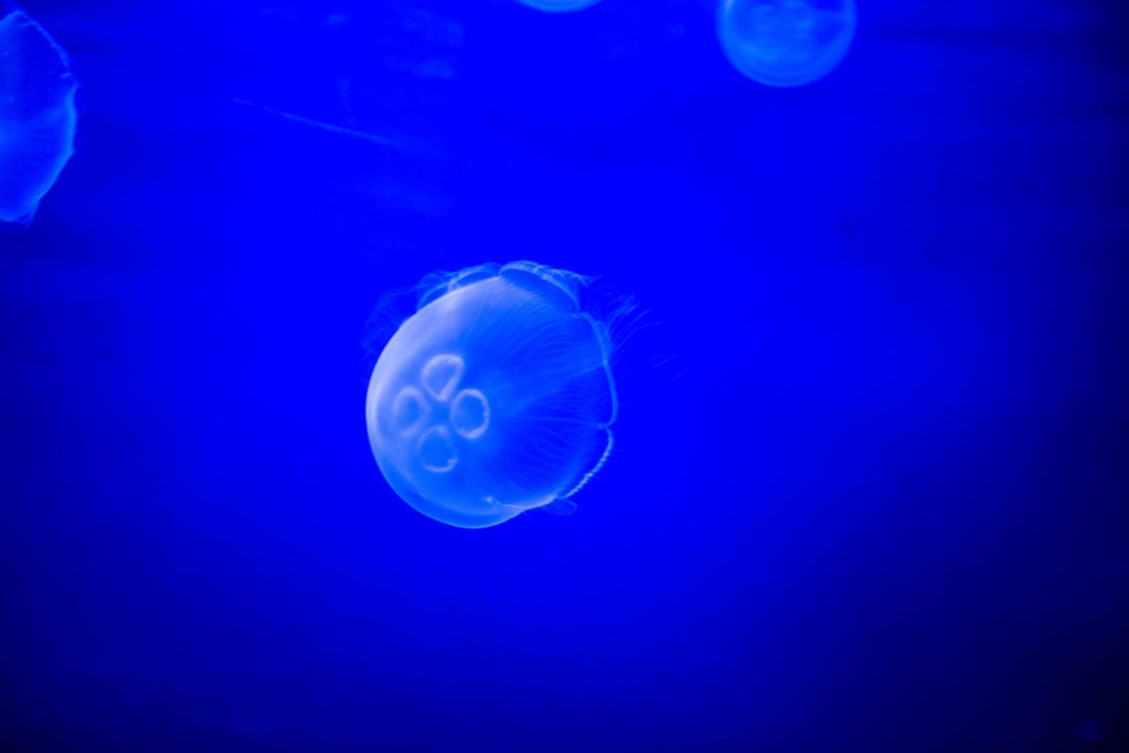 Box jellyfish