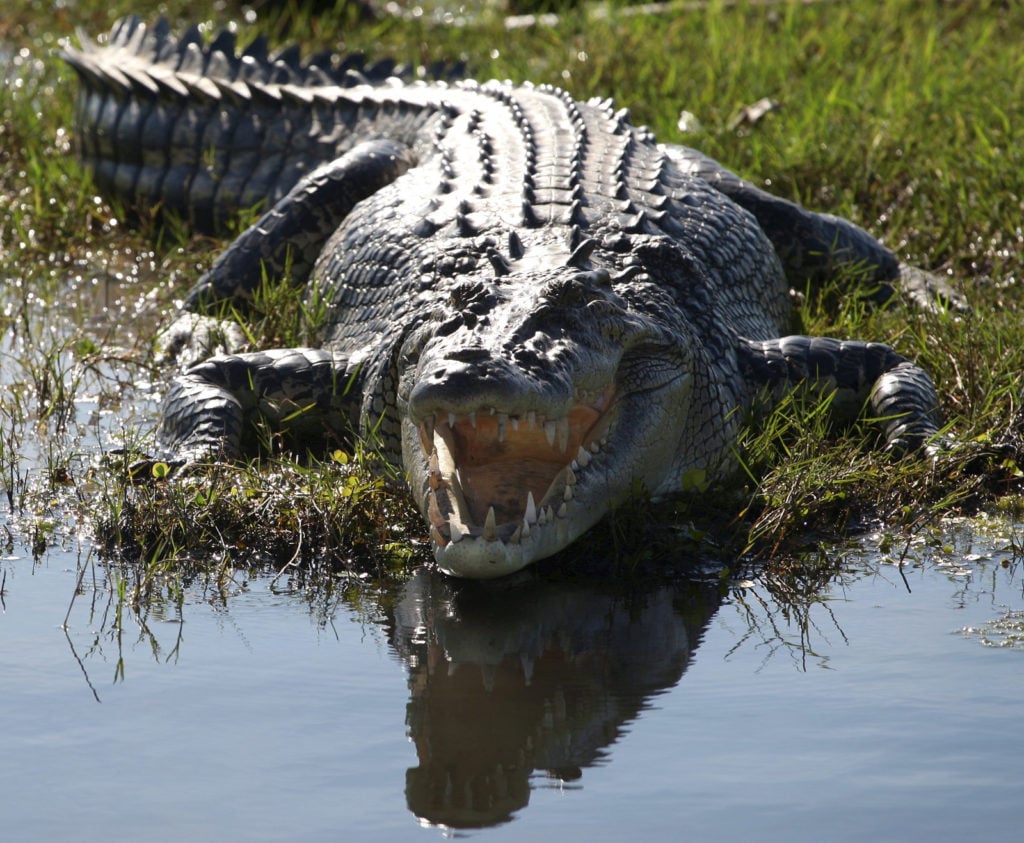Crocodile marin