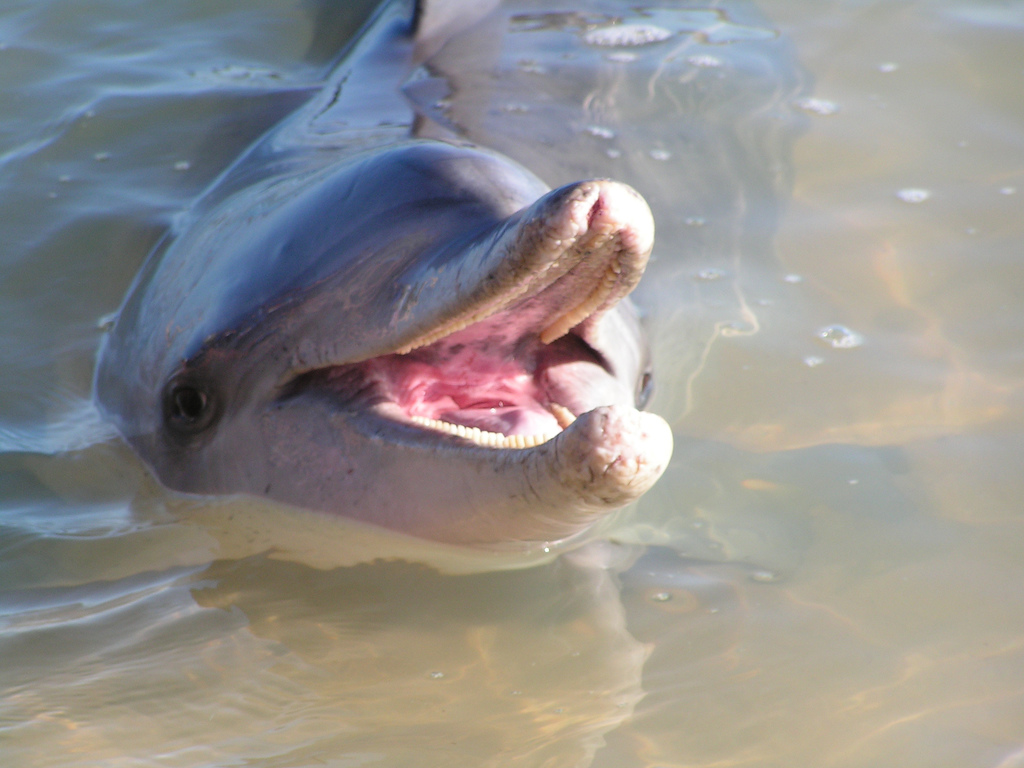 Un dauphin à Monkey Mia en Australie