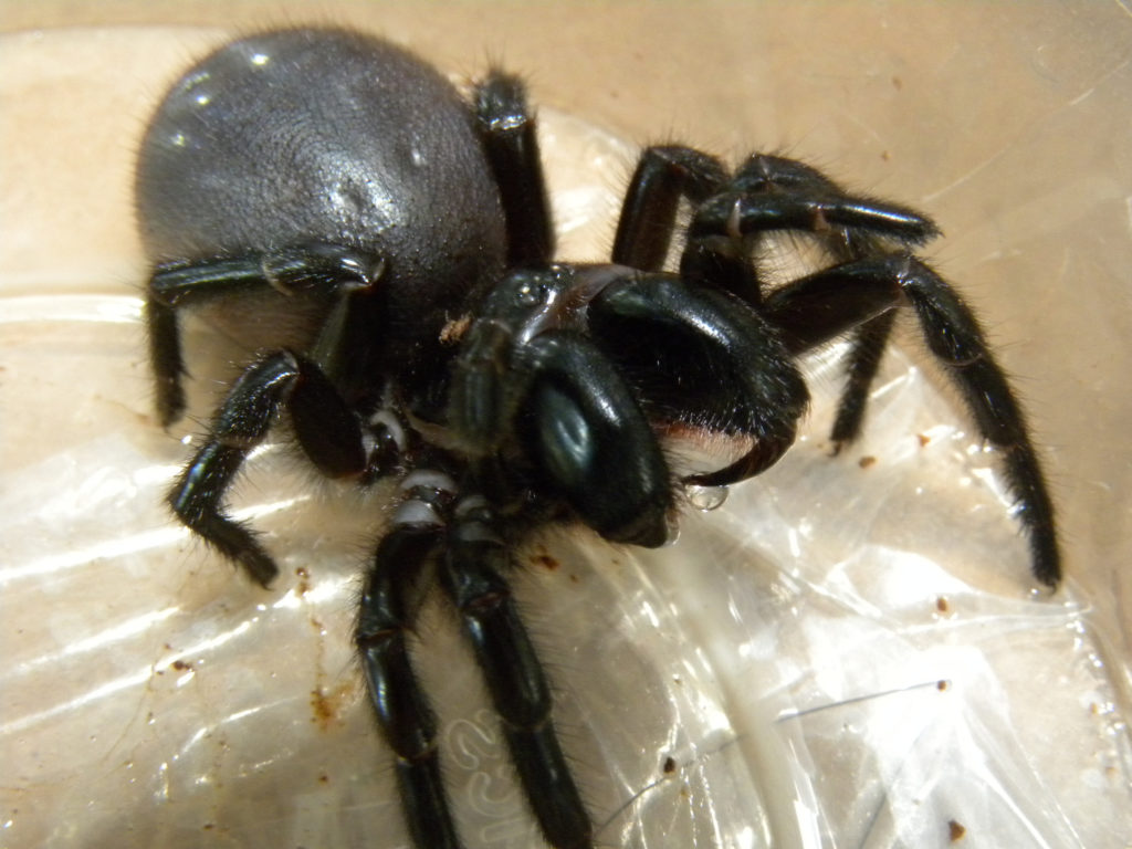 Funnel web spider