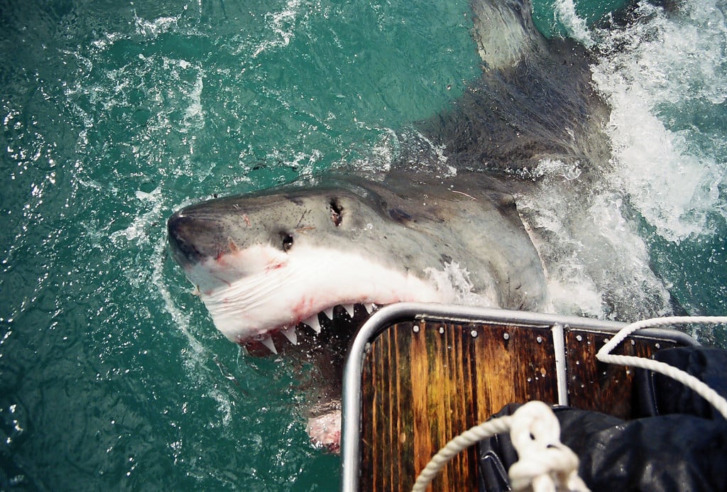 Grand requin blanc