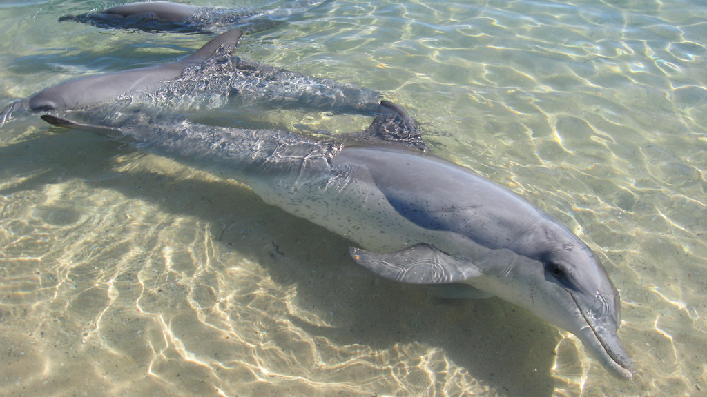 Monkey Mia dolphins