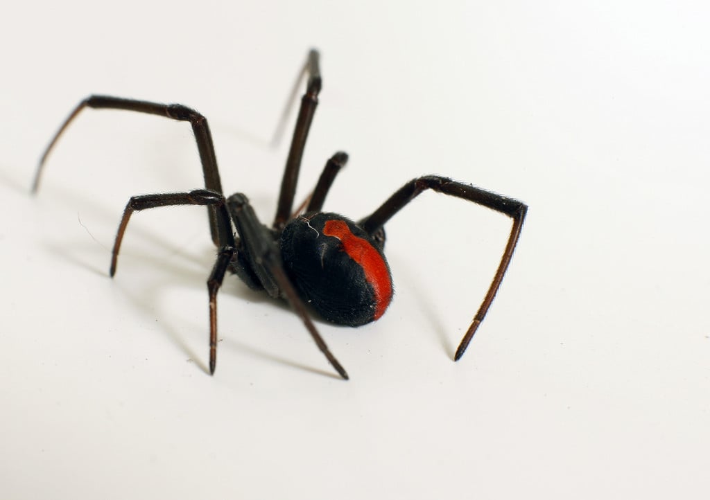 Redback spider