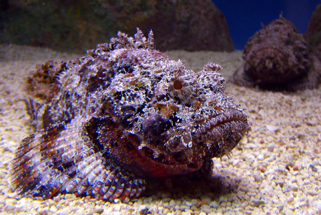 Stonefish (2)