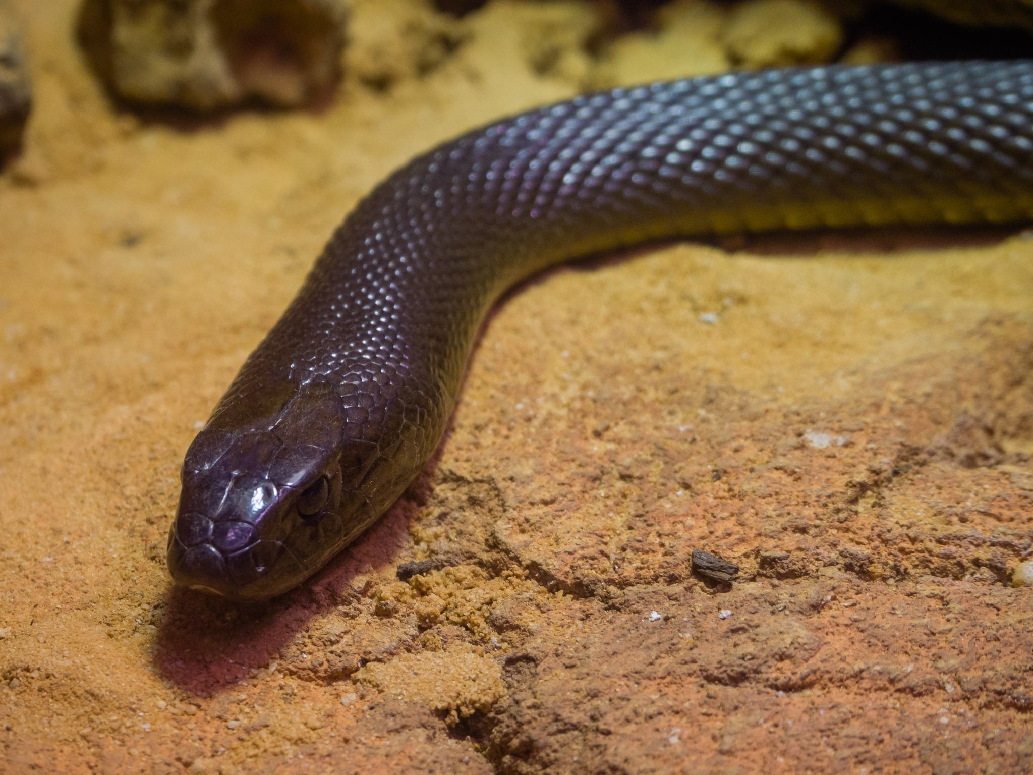 Les Animaux Les Plus Dangereux En Australie Les animaux dangereux d'Australie