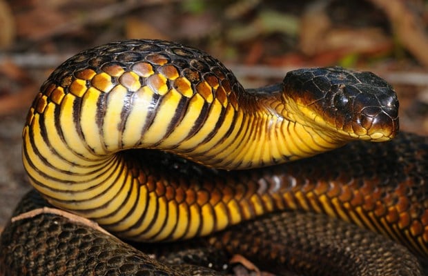 Tiger snake