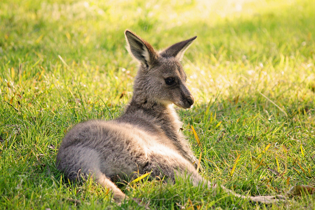 kangaroo