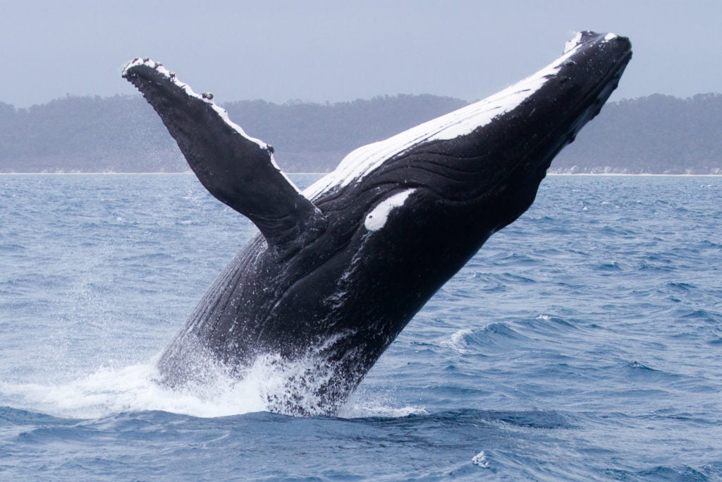 Baleine à Fraser à Island