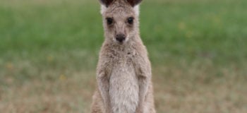 Un kangourou immobile en premier plan