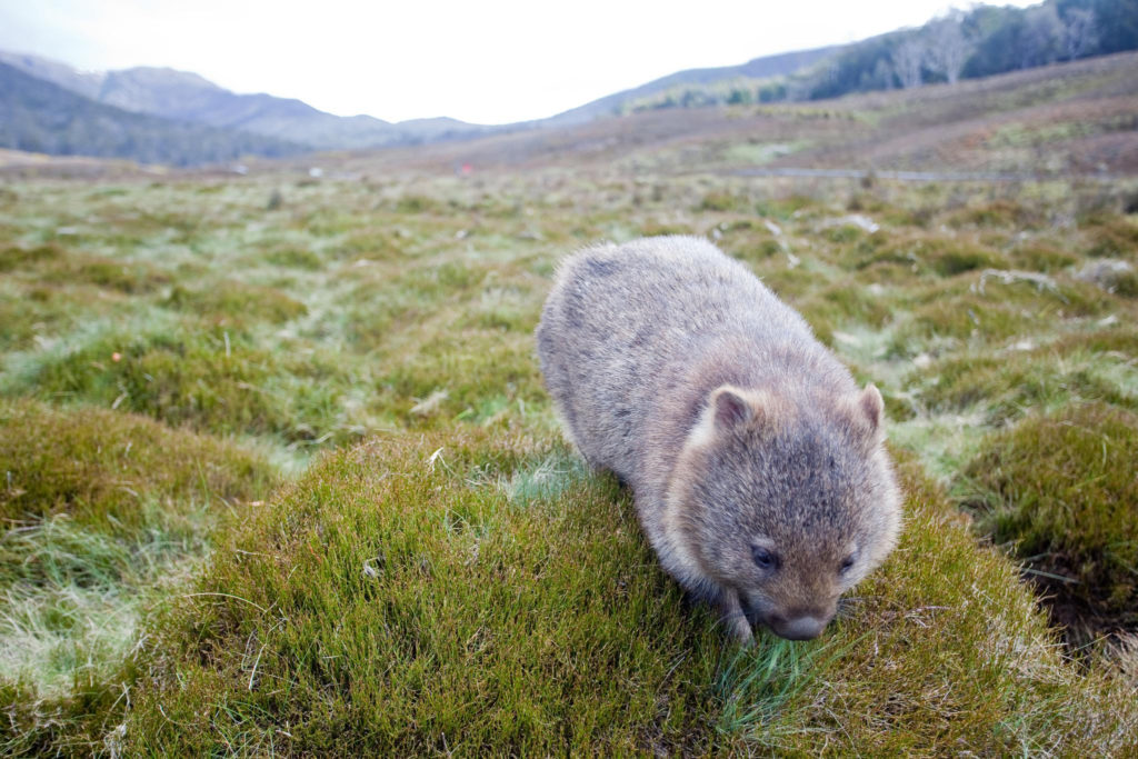 Wombat, marsupial d'Australie