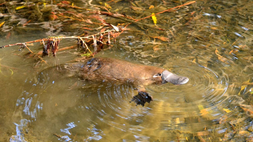 Ornithorynque nage dans l'eau