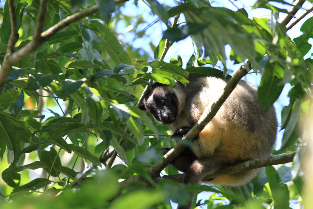 kangourous arboricoles sur une branche à Nerada