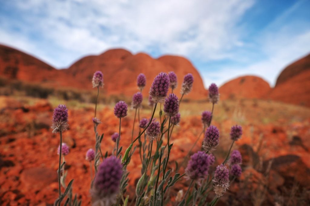 Fleurs en premier plan dans un décor désert en Australie