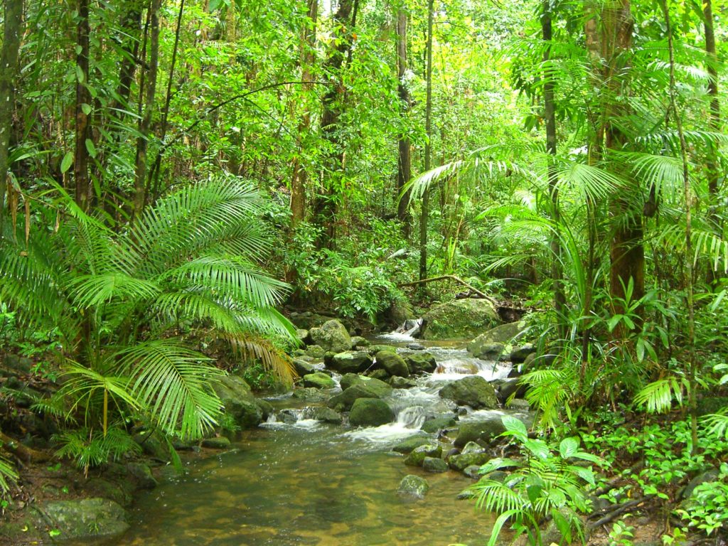 forêt tropicale de Daintree en Australie