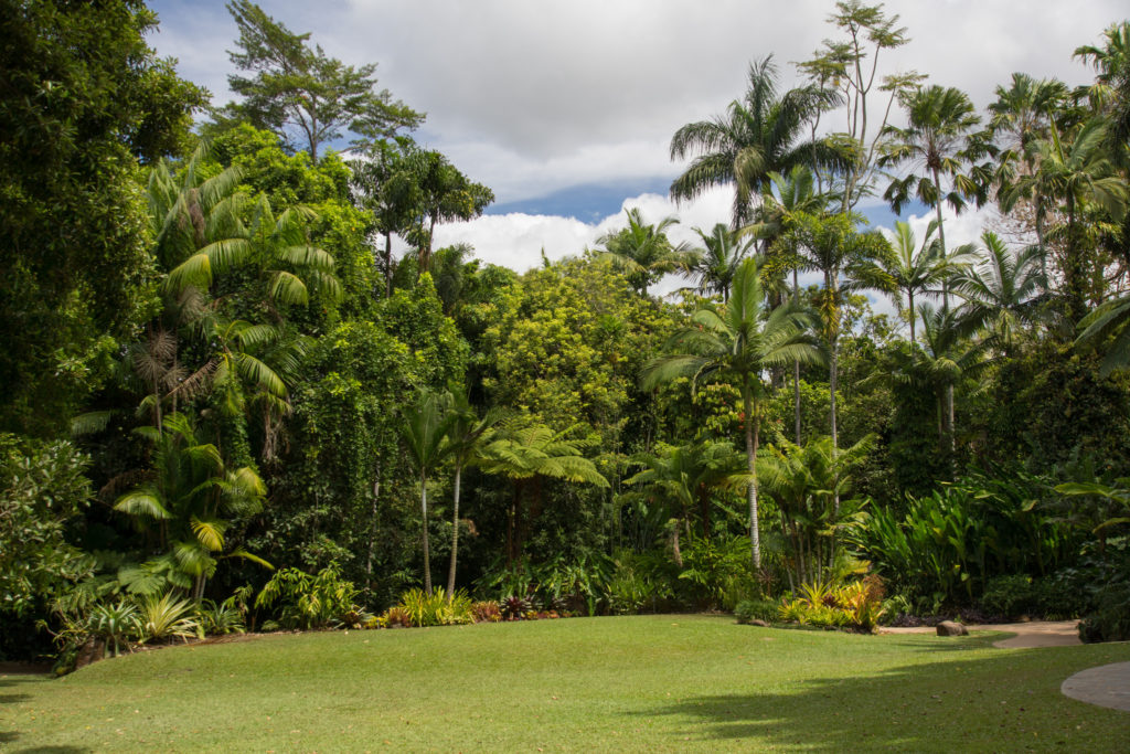 les jardins botaniques de Cairns en Australie