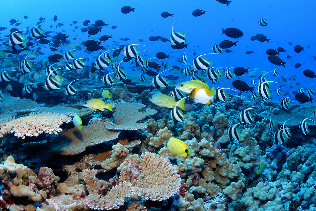 Grande barrière de corail en Australie