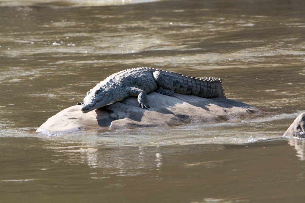 Crocodile sur un rocher au Crocodylus Park