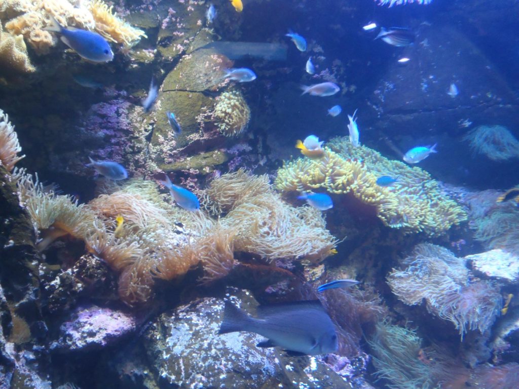 Poissons tropicaux Australie - Rottnest Island