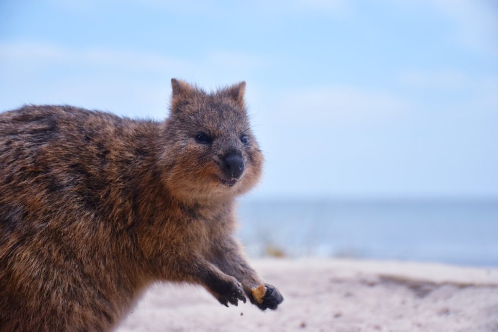 Quokka