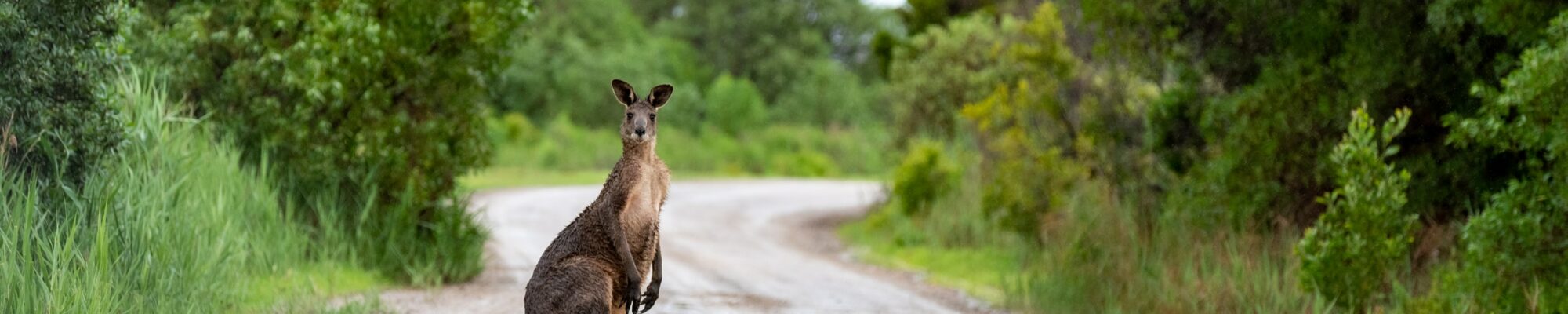 Kangourou Australie