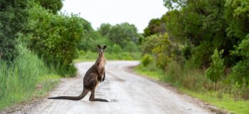 Kangourou Australie