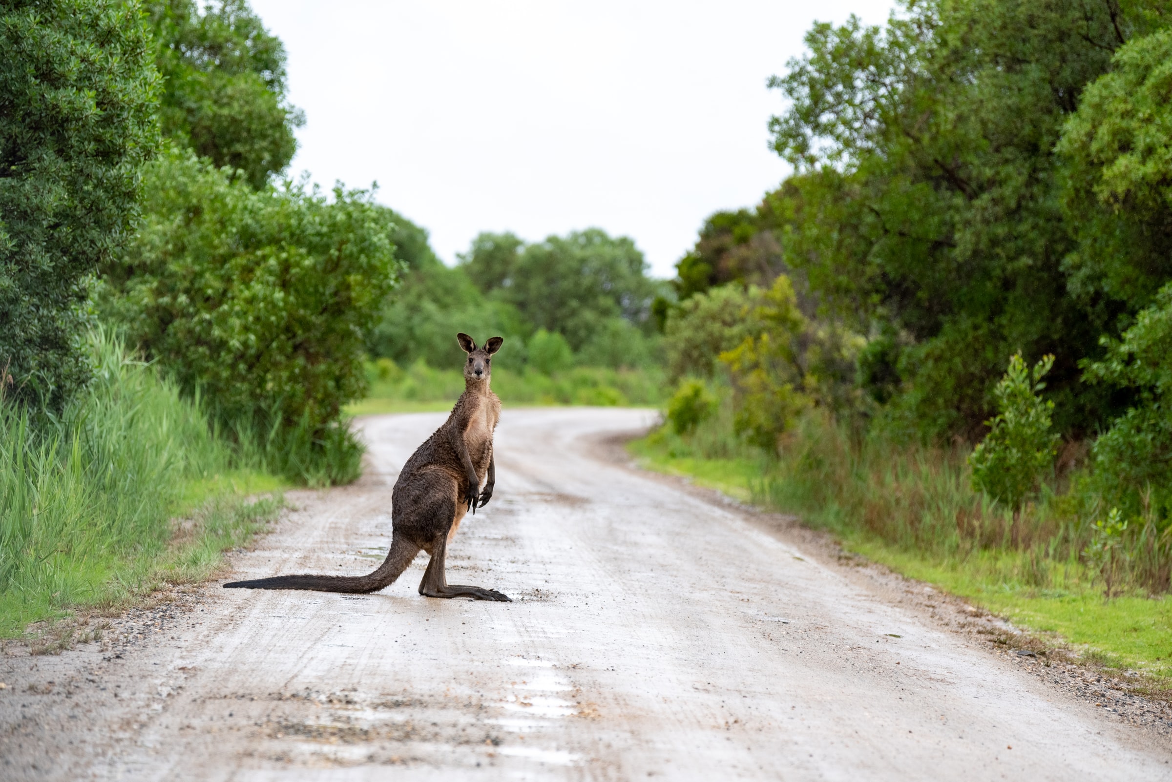 Kangourou Australie