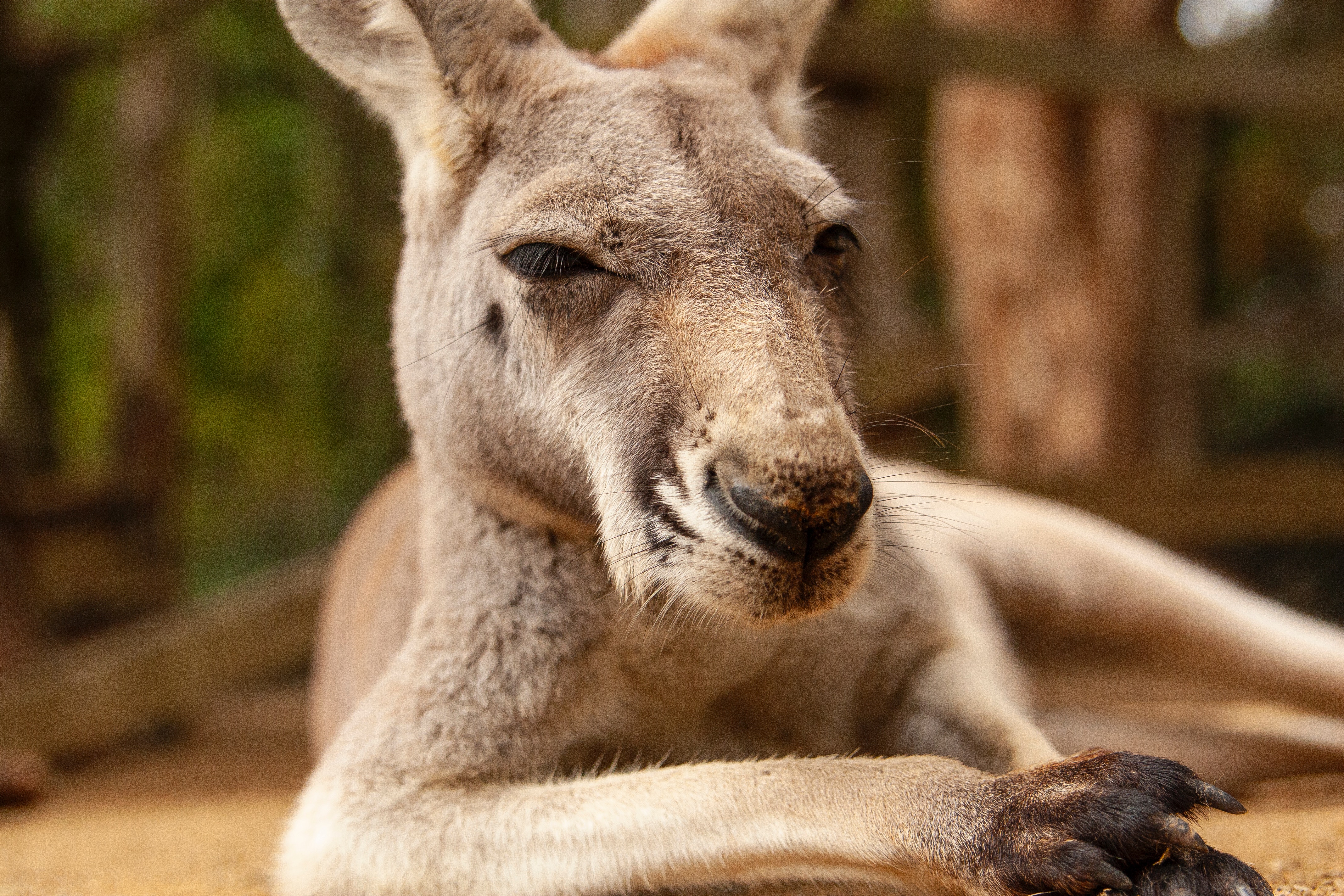 kangourou australie