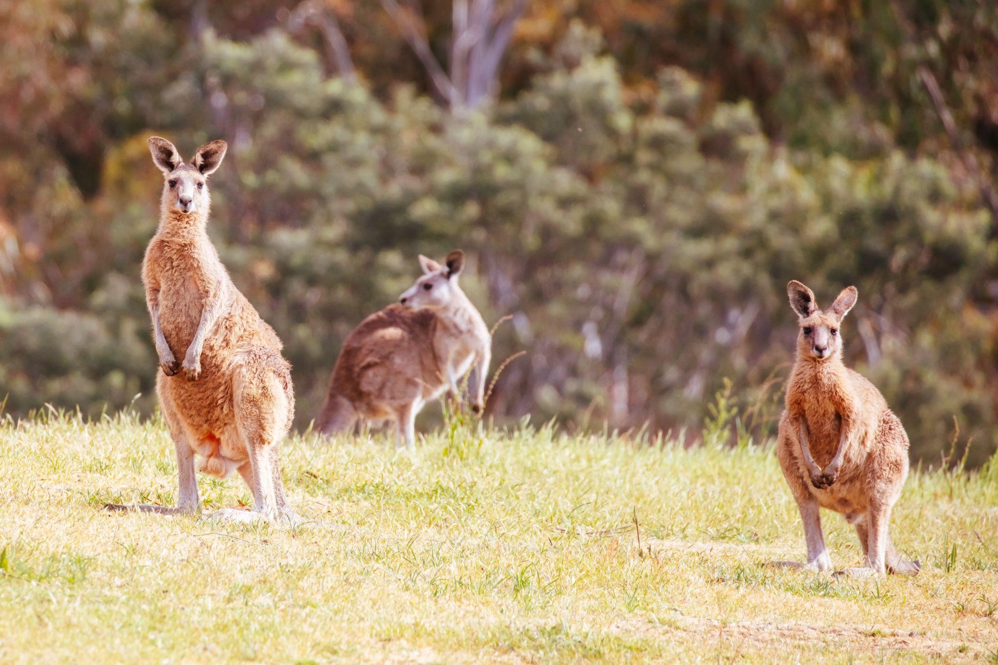 kangourou australie