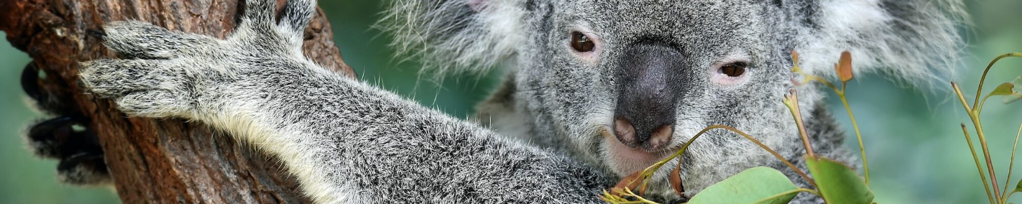koala