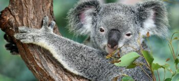 koala