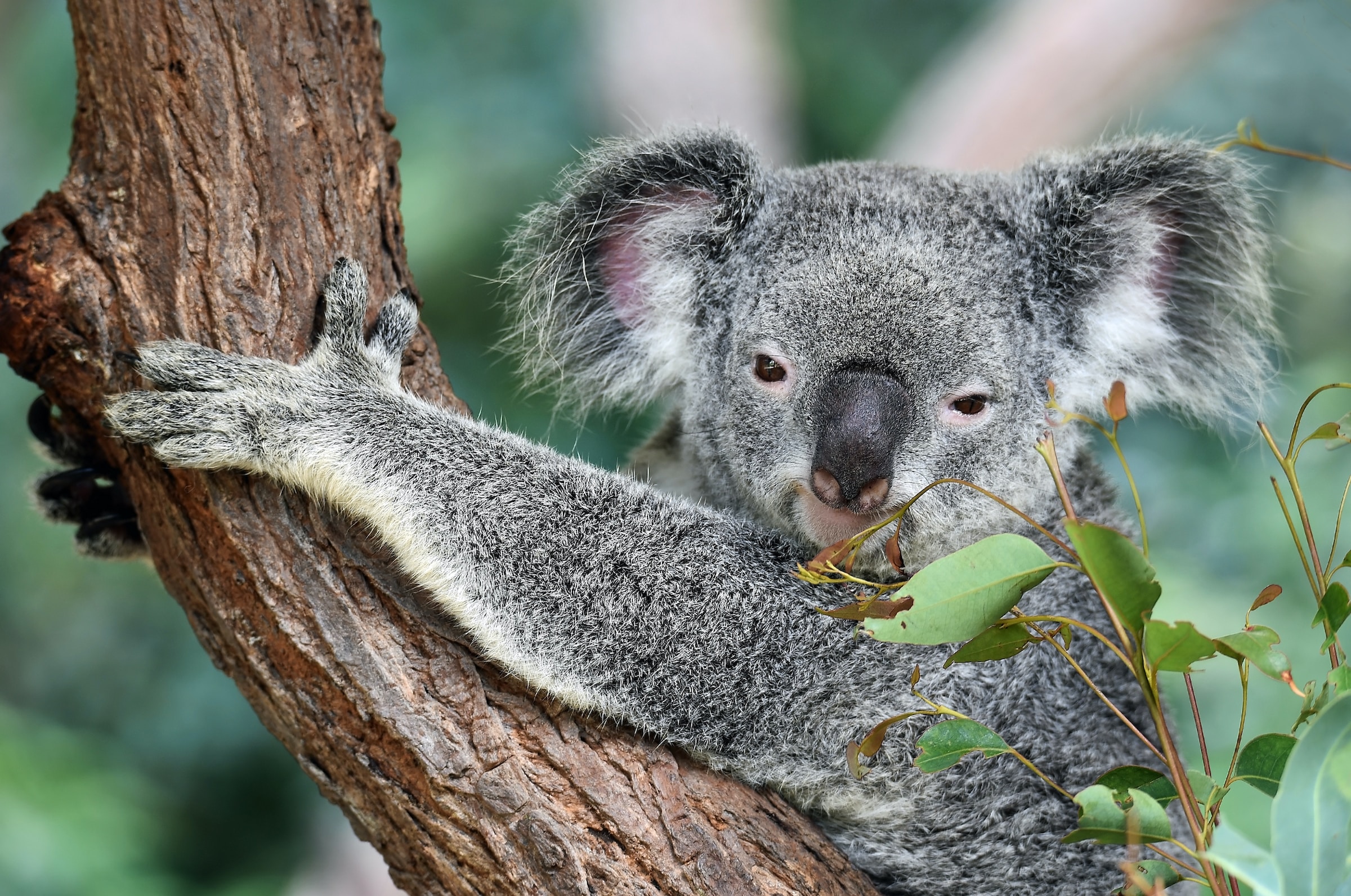 koala