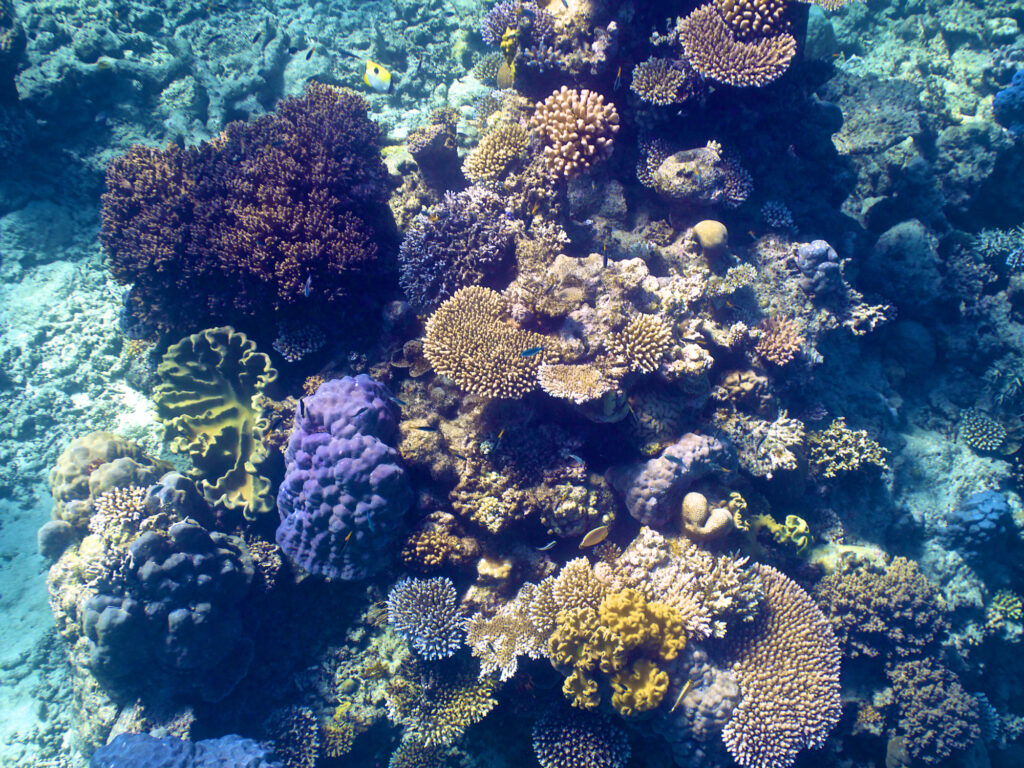 The great barrier reef off the coast of Queensland in Australia