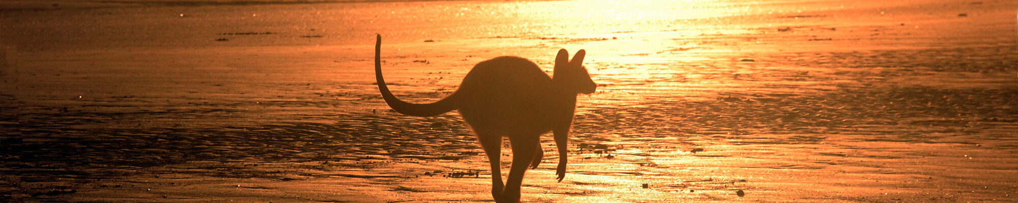Kangourou sautant sur la plage au lever du soleil